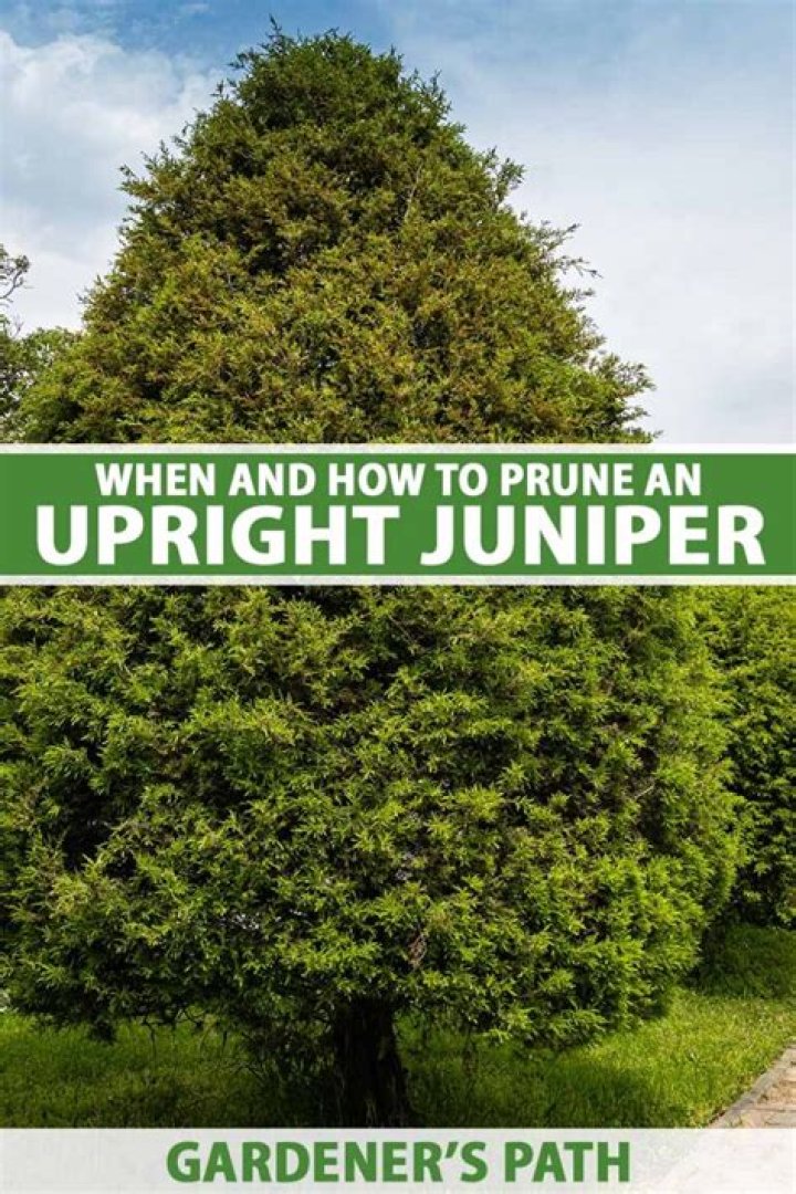 When should juniper bushes be trimmed