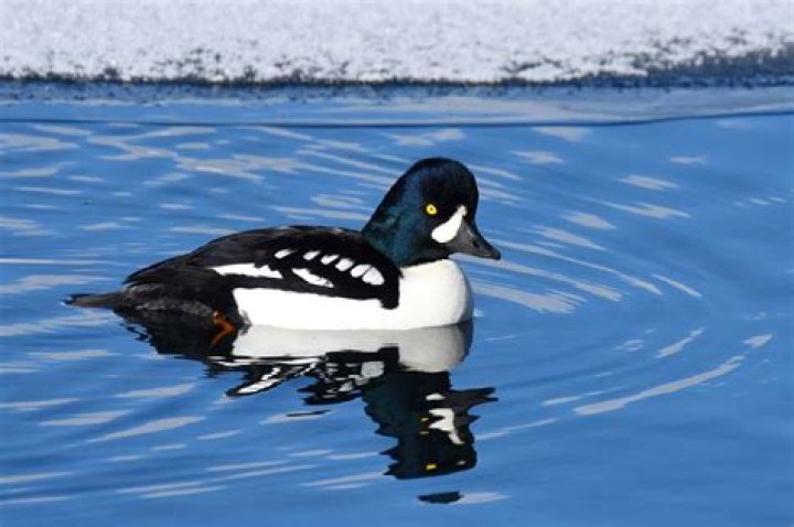 Where are goldeneye ducks found?