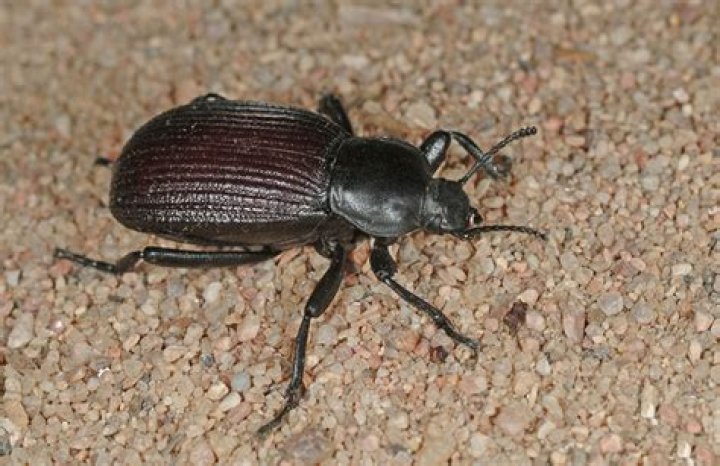 Where are ground beetles commonly found