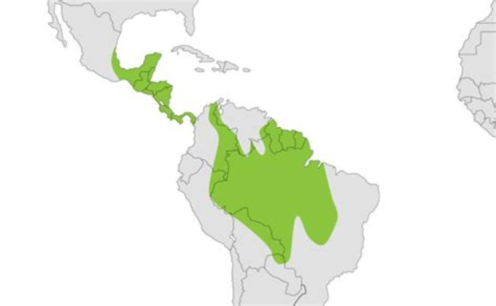 Where are spider monkeys found