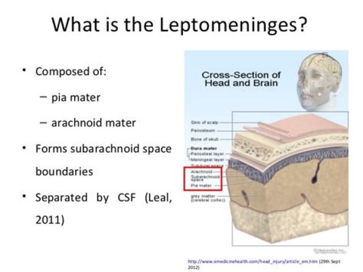 Where are the Leptomeninges