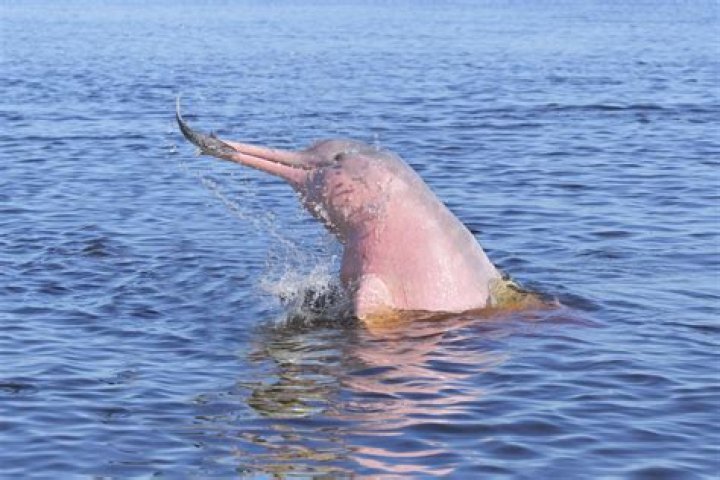 Where can I see pink dolphins in Colombia?