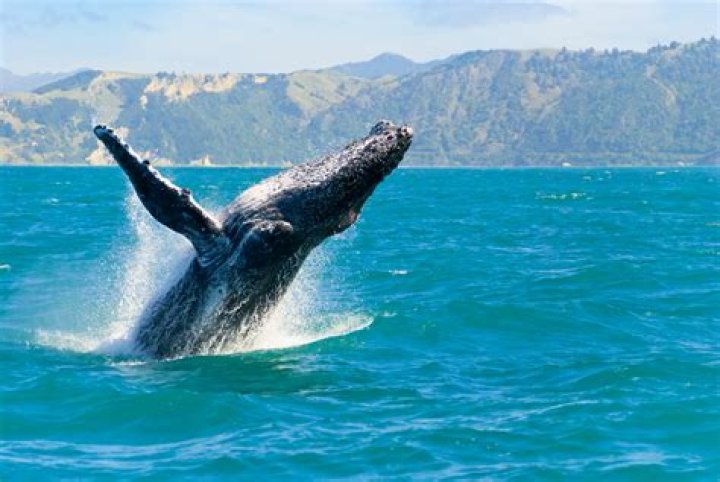 Where can you see whales in Point Reyes