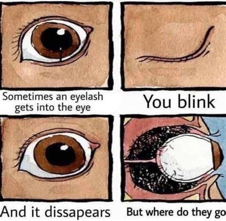 Where do eyelashes go when you blink?