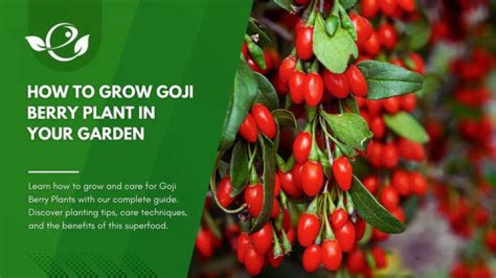 Where do Goji berries grow best?