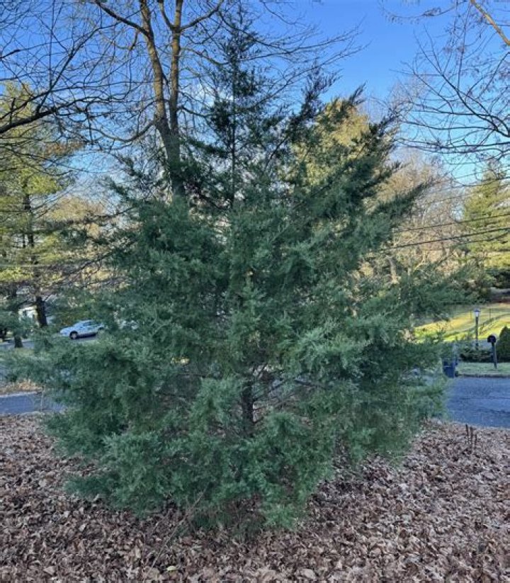 Where do red cedars grow