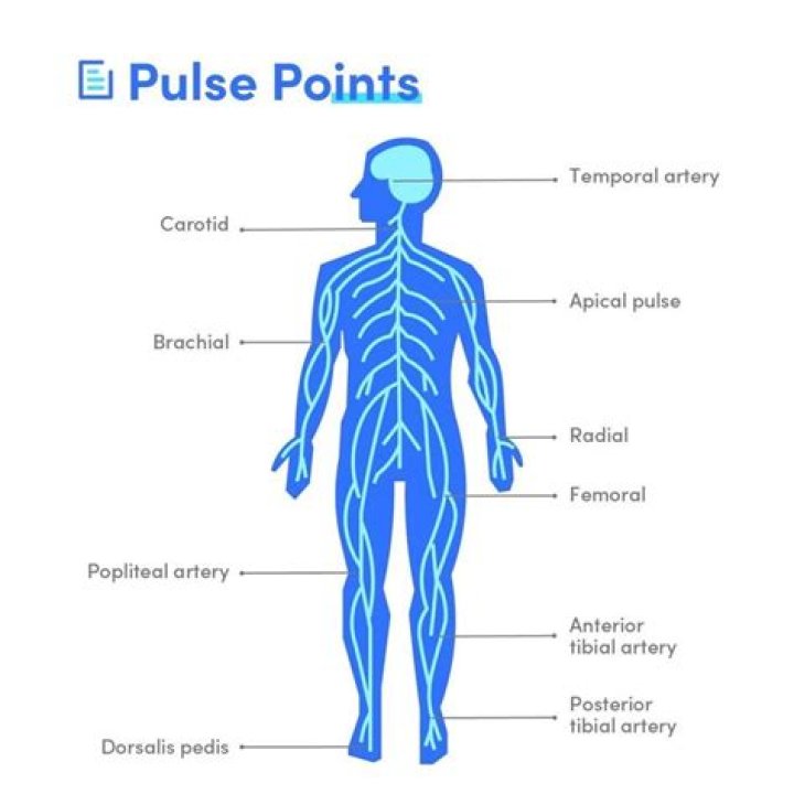 Where is the pulse point in your foot