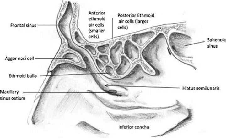 Where is the site of drainage of the posterior ethmoidal air sinus?