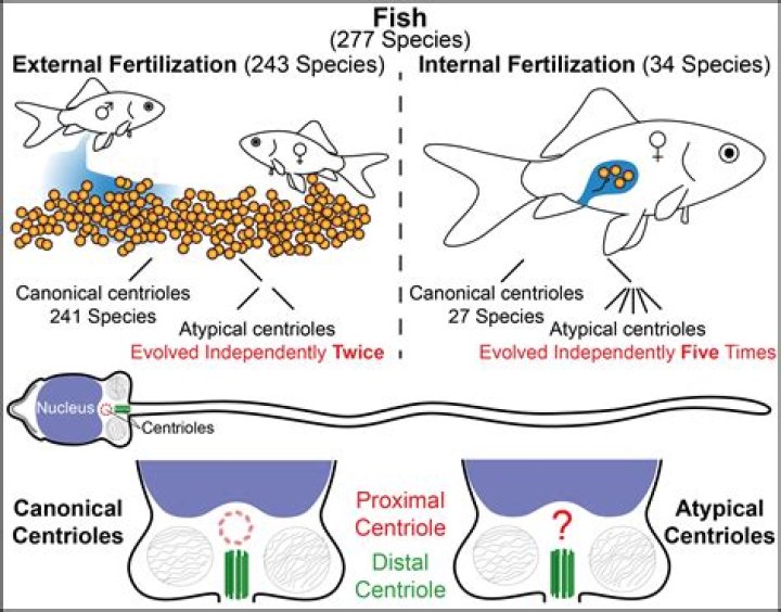 Where sperm is deposited during intercourse