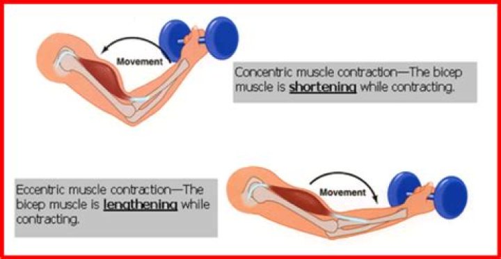 Which contraction causes muscles to lengthen?