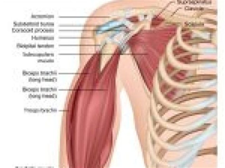 Which muscle causes movement at the shoulder joint?