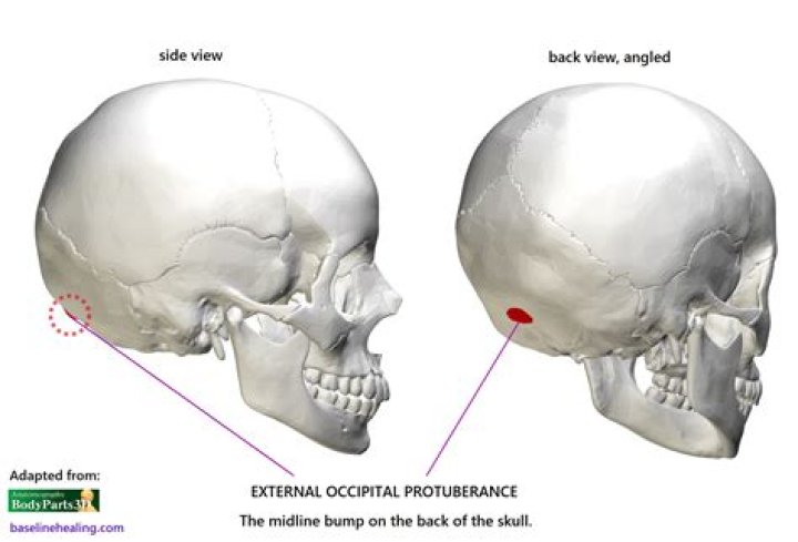 Which skull bone contains a protuberance