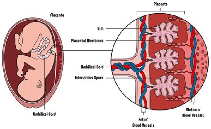 Which type of placenta is present in humans