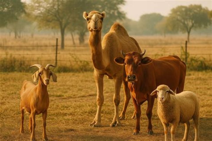 Who is required to do Qurbani?