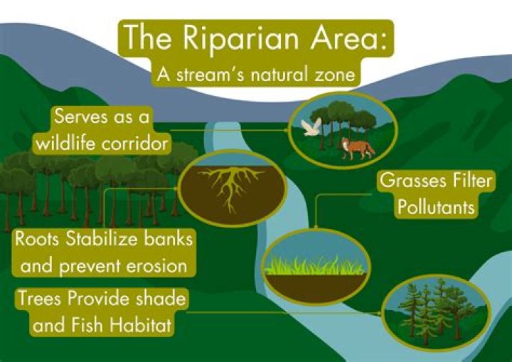 Why are riparian areas so important in sustainable management?