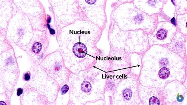 Why do liver cells have many nucleus?