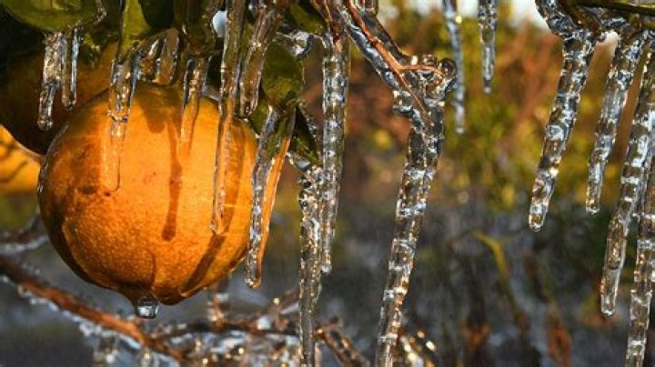 Why do oranges get sprayed with water during a freeze?