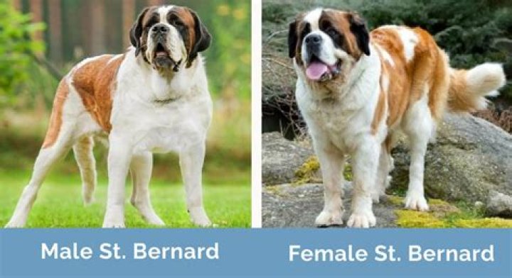 Why do Saint Bernards wear barrels around their necks?