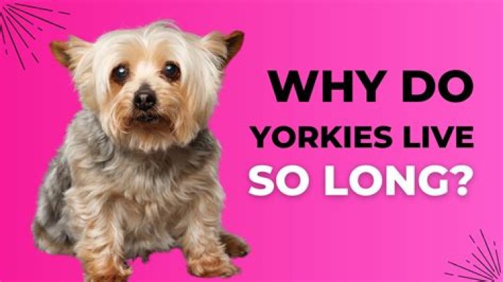 Why do Yorkies scratch their ears?