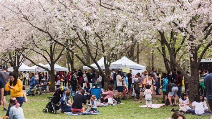 Why is the cherry blossom festival important to Japan?