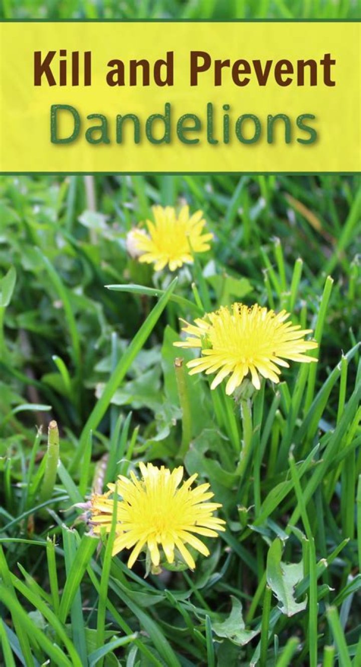 Will Epsom salt kill dandelions