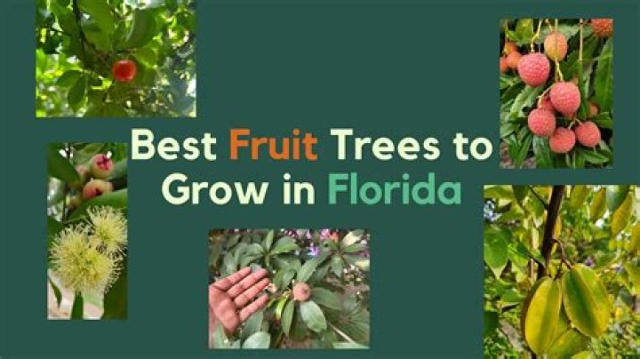 Will holly trees grow in Florida?